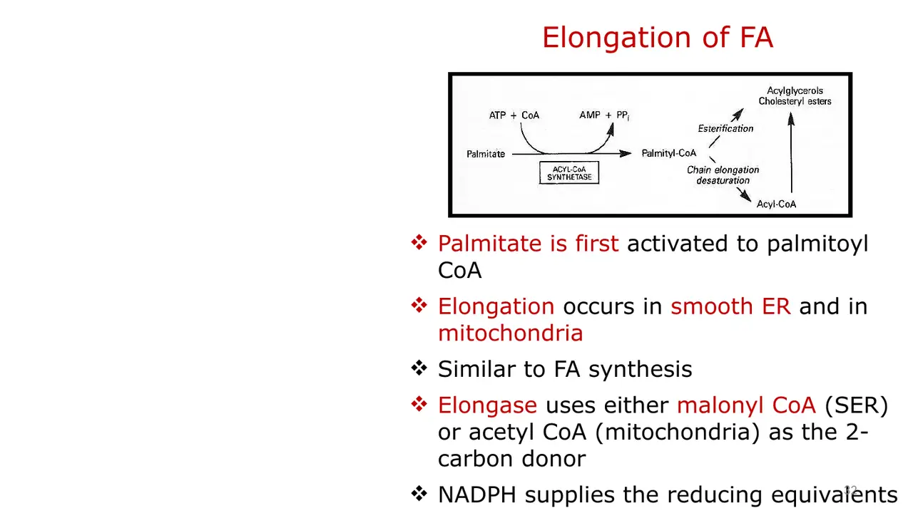 Palmitate activated to palmitoyl-CoA; elongation in smooth ER (malonyl-CoA) and mitochondria (acetyl-CoA).