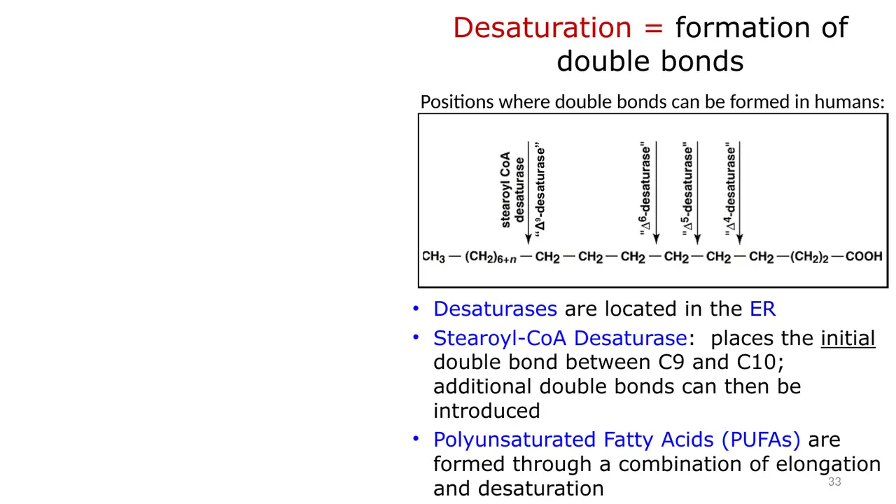 Desaturases in ER; Δ9 (stearoyl-CoA) desaturase places the first double bond; positions humans can use.