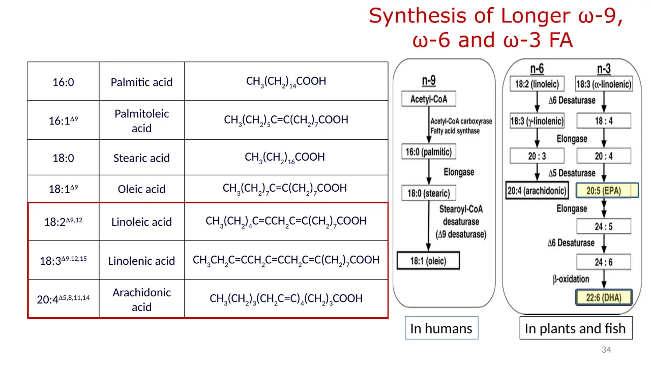 Fatty acid table; ω-9 in humans (stearic → oleic); ω-6, ω-3 pathways run from dietary parents.
