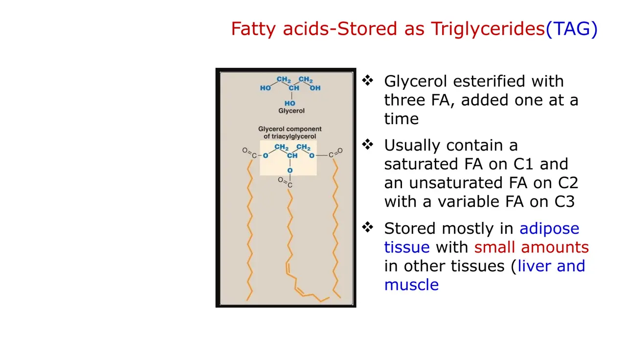TAG: glycerol + three fatty acids added one at a time; C1 saturated, C2 unsaturated.