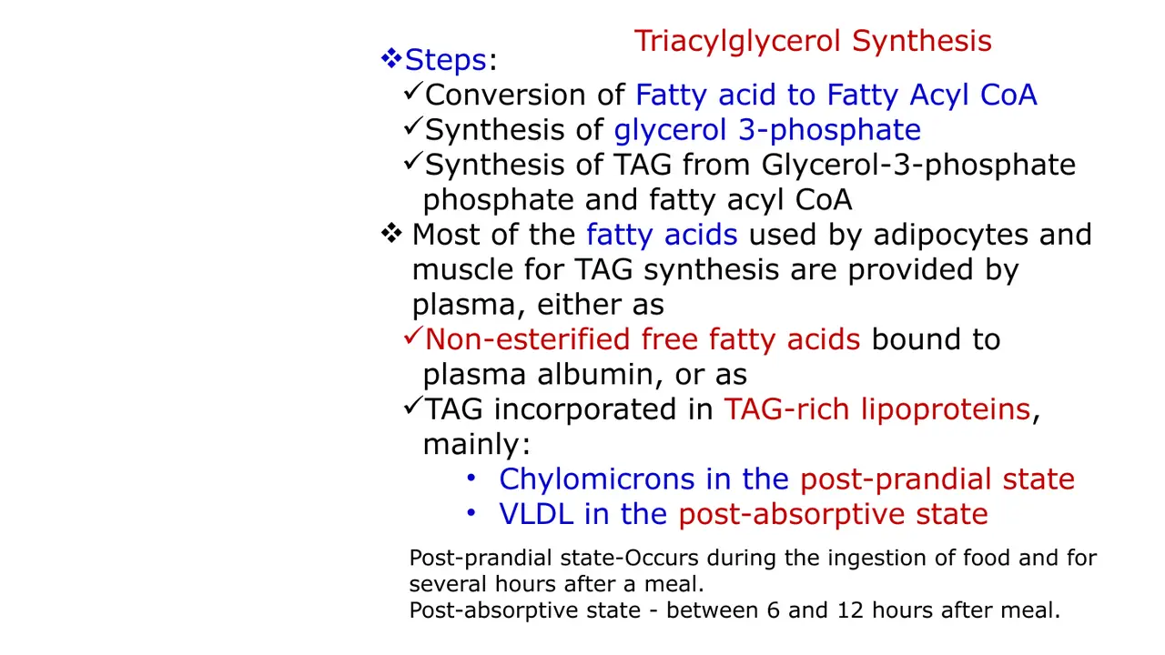 Steps of TAG synthesis; adipose and muscle fatty acids from albumin, chylomicrons, VLDL.