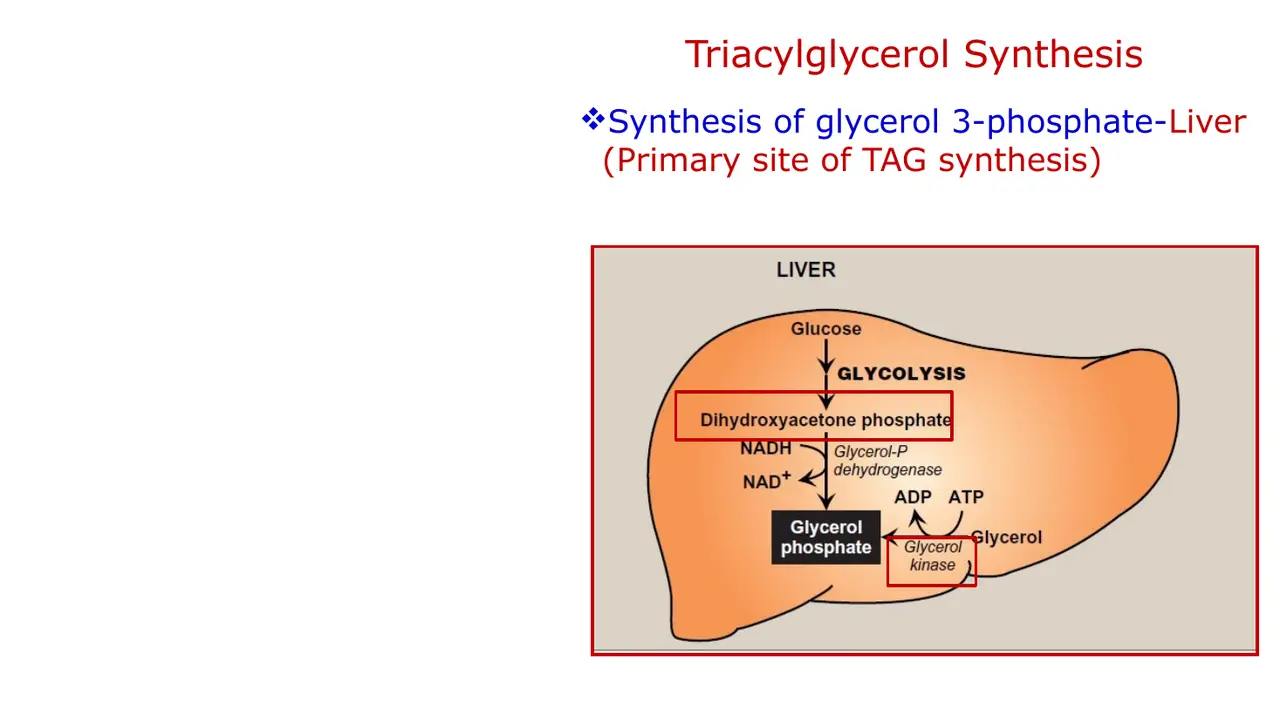 Liver (primary TAG site): glycerol 3-phosphate from DHAP and from glycerol (glycerol kinase).