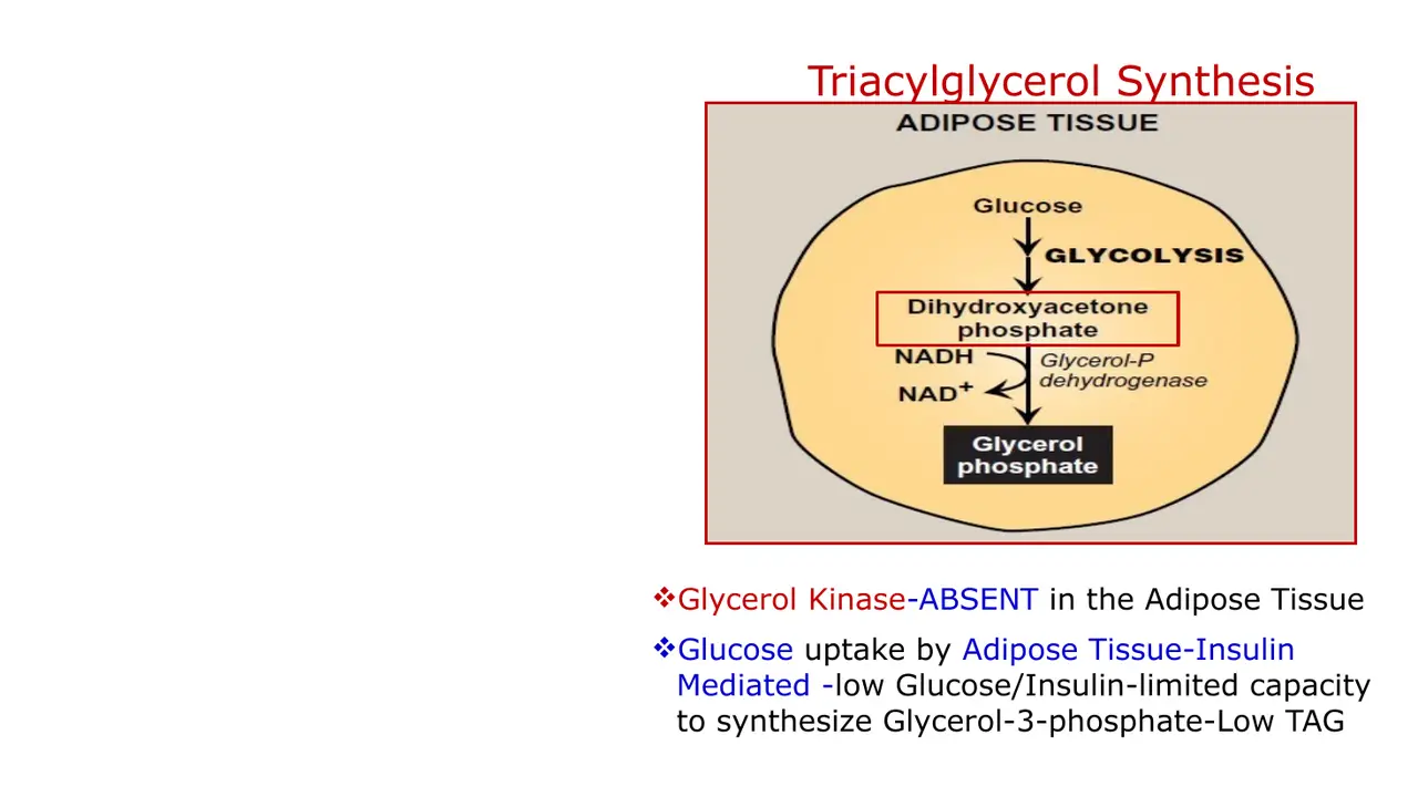 Adipose: glycerol 3-phosphate only from DHAP; glycerol kinase absent; glucose uptake needs insulin.