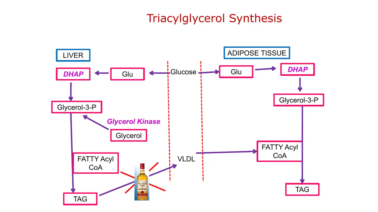 Liver and adipose both use DHAP; only liver has glycerol kinase; liver TAG leaves as VLDL.
