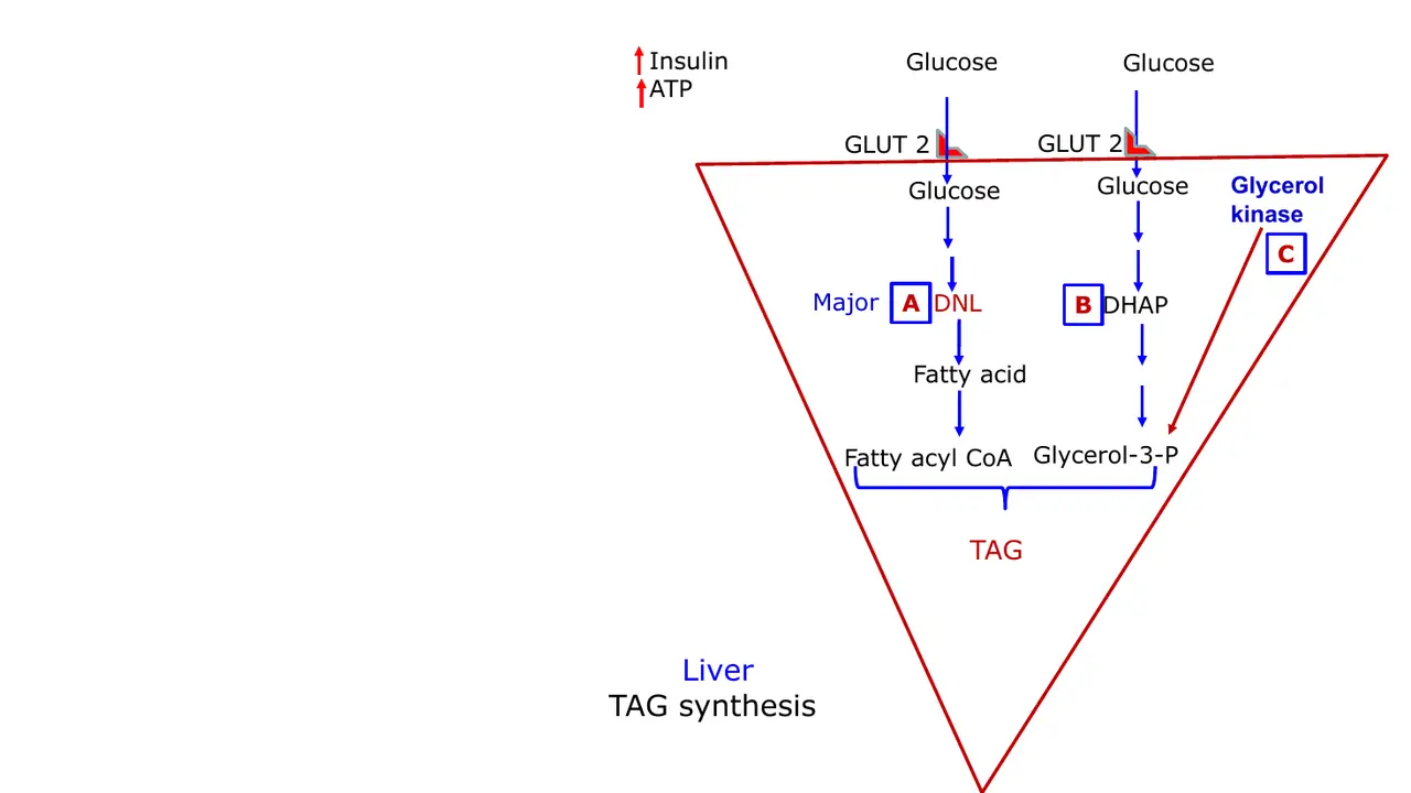 Liver: GLUT2 glucose entry, major de novo lipogenesis, DHAP and glycerol kinase routes.