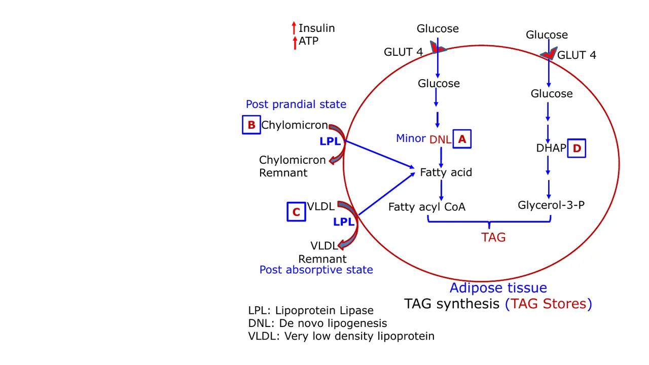 Adipose: GLUT4 (insulin), minor DNL; fatty acids from chylomicrons and VLDL via LPL.