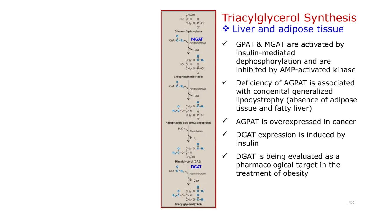Lecture figure and enzyme facts; the first step labelled MGAT is actually GPAT.