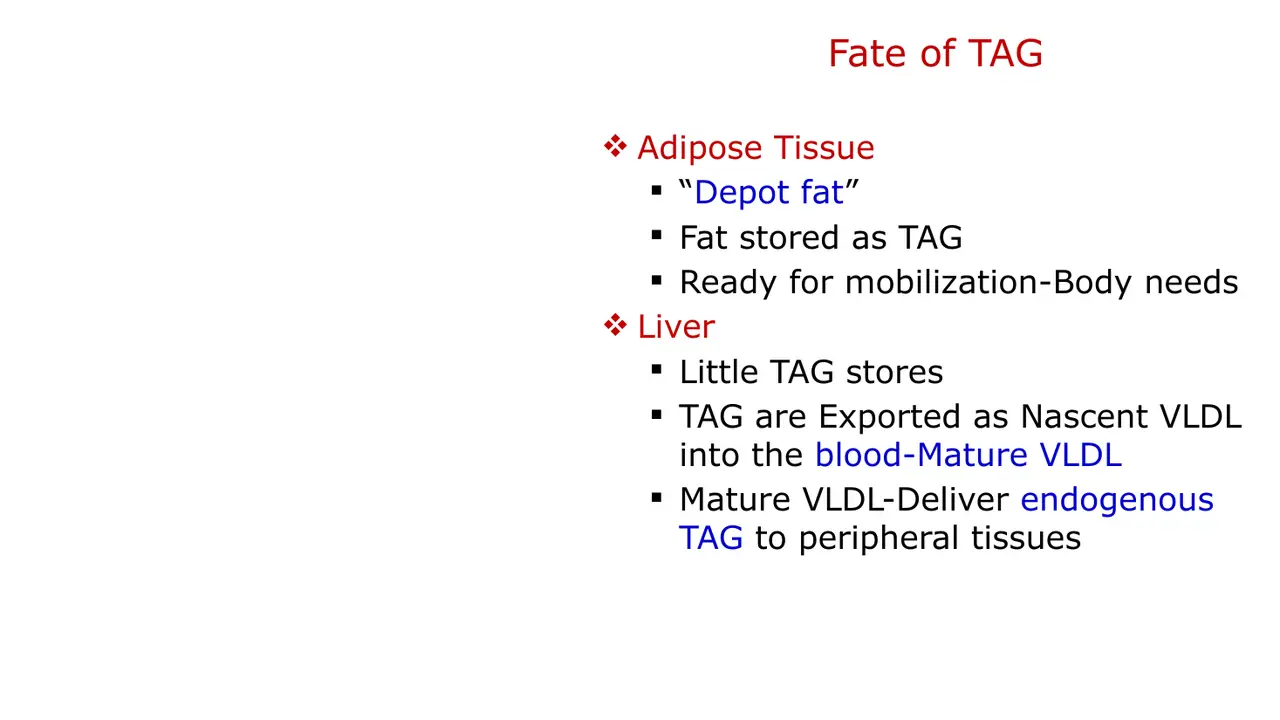 Fate of TAG: adipose stores depot fat; liver exports nascent VLDL, matured in blood.