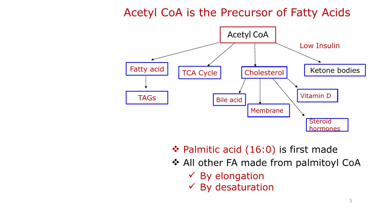 Fates of acetyl-CoA: fatty acids, citric acid cycle, cholesterol, ketone bodies (low insulin).