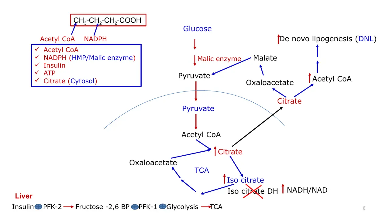 Liver: insulin → PFK-2 → fructose 2,6-bisphosphate → glycolysis; isocitrate dehydrogenase blocked; citrate out.