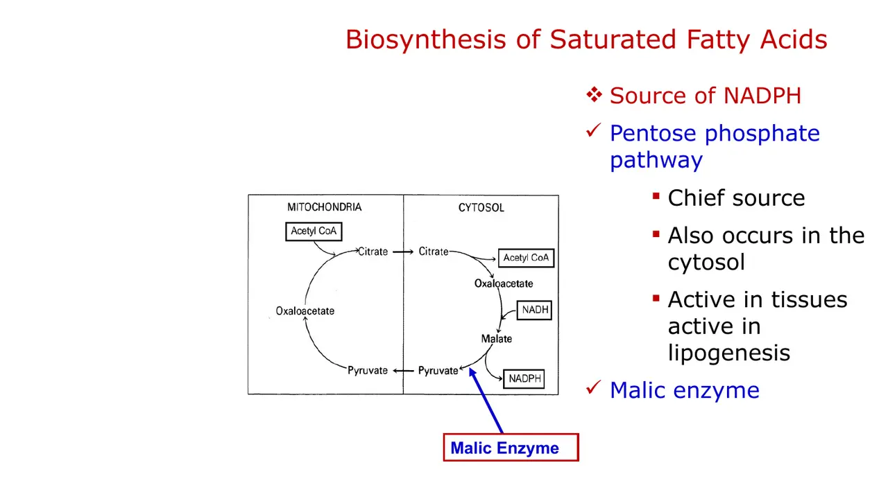 Sources of NADPH: pentose phosphate pathway (chief, cytosolic) and malic enzyme.