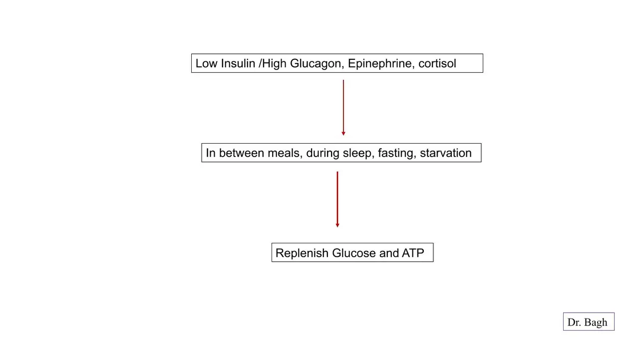 Low insulin, high glucagon, adrenaline, cortisol between meals and fasting: replenish glucose and ATP
