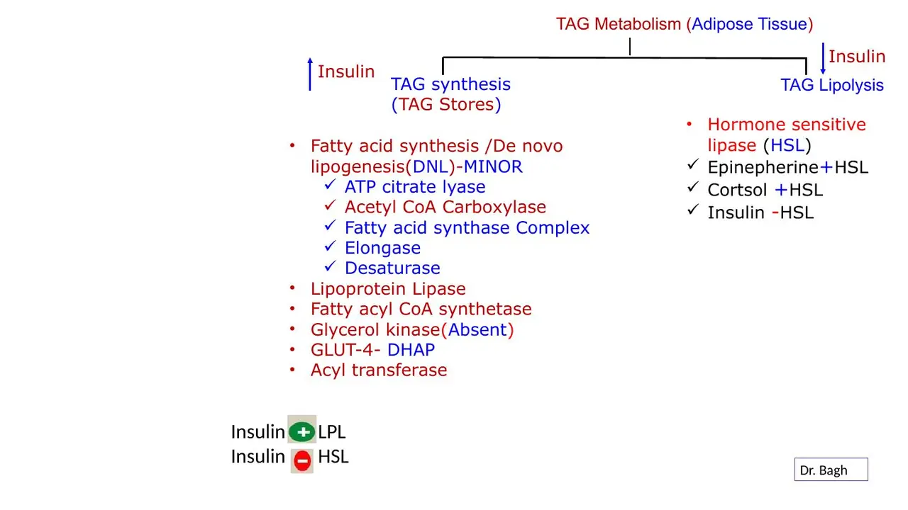 Adipose TAG metabolism: insulin drives storage via LPL; HSL releases fat, insulin inhibits it