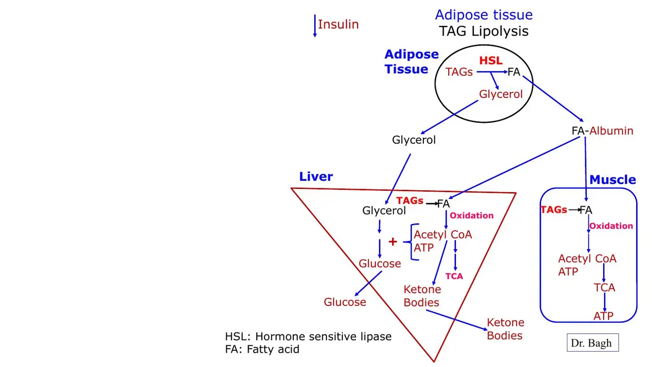 Fasting map: glycerol becomes glucose; fatty acid oxidation gives the liver acetyl-CoA and ATP