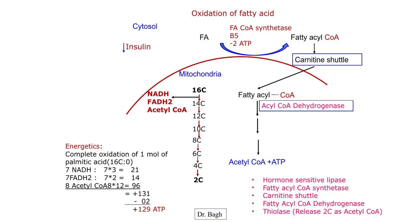 Review: palmitate energetics 21 + 14 + 96 = 131 − 2 = 129 ATP