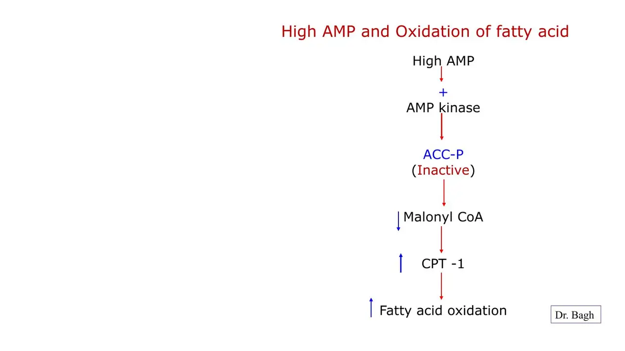 Low energy: AMP kinase inactivates ACC → malonyl-CoA falls → CPT-I and fatty acid oxidation rise.