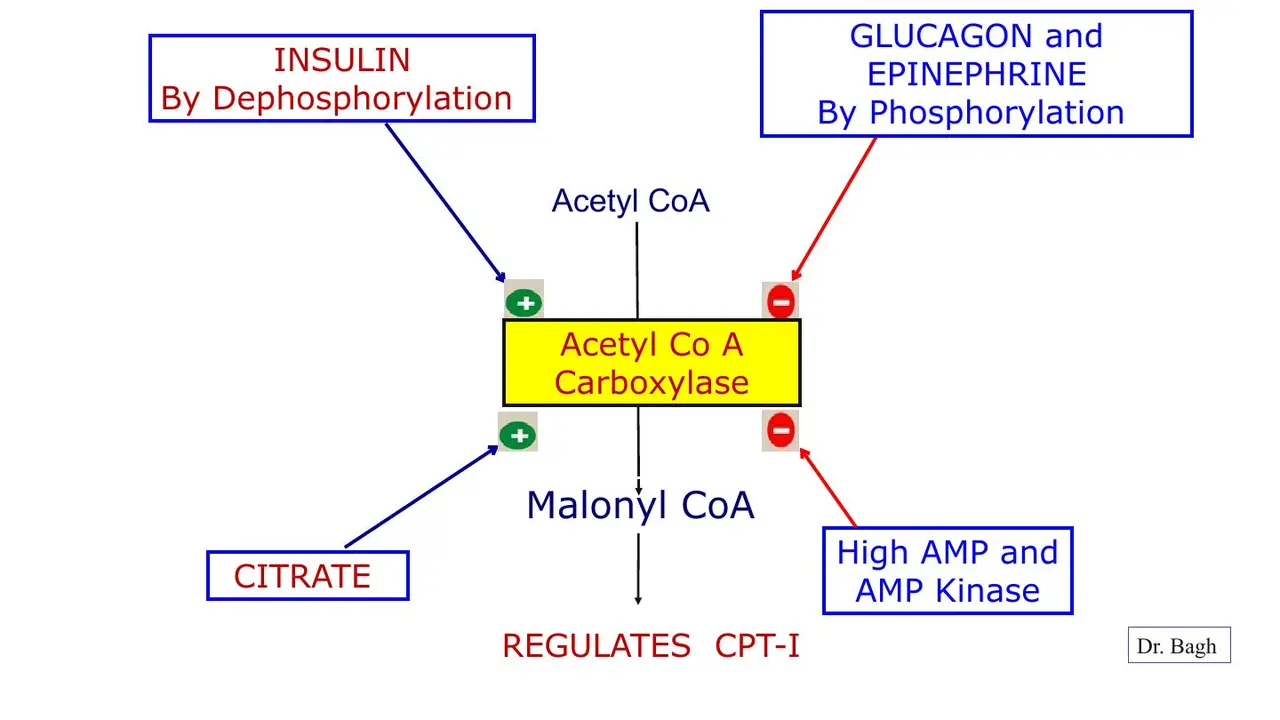 ACC: insulin dephosphorylates (on); glucagon, adrenaline, AMP kinase off; citrate on