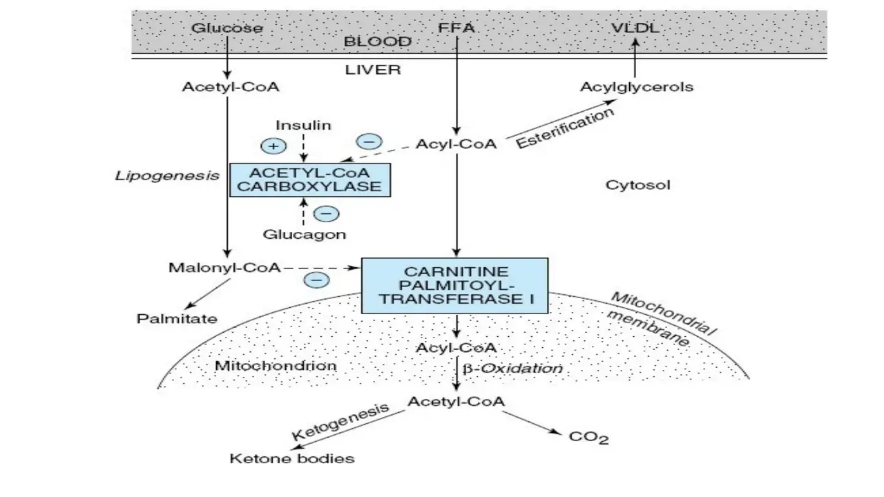 Liver: malonyl-CoA inhibits carnitine palmitoyltransferase I; insulin activates ACC, glucagon inhibits.