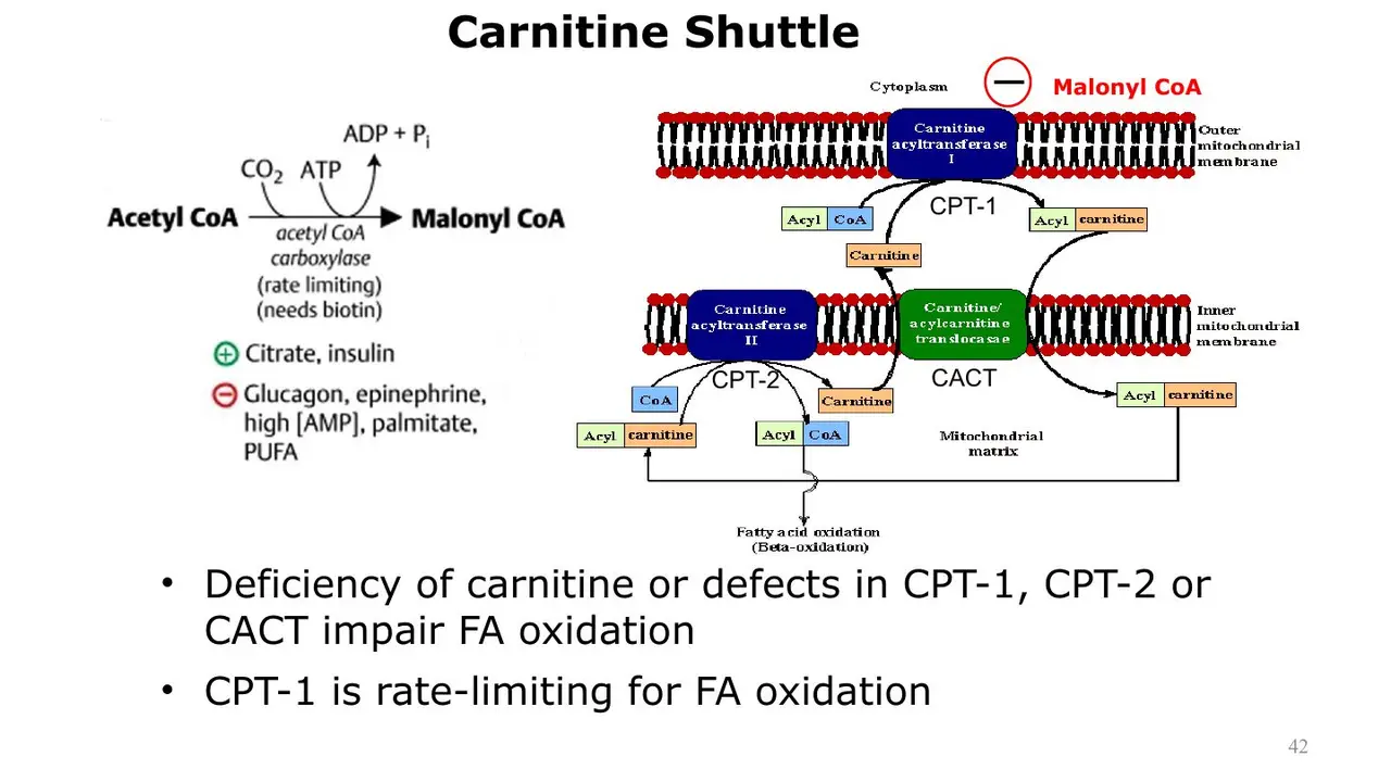 ACC (biotin) makes malonyl-CoA from acetyl-CoA; malonyl-CoA blocks CPT-1