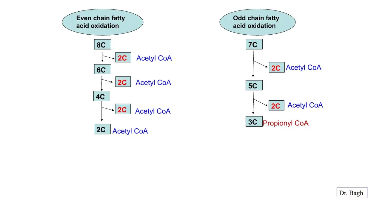 Even chains end as acetyl-CoA; odd chains end with propionyl-CoA (3C)