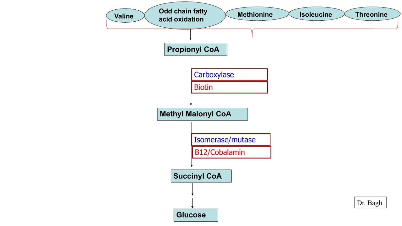 Propionyl-CoA → methylmalonyl-CoA (biotin) → succinyl-CoA (B12) → glucose; Val, Met, Ile, Thr feed in