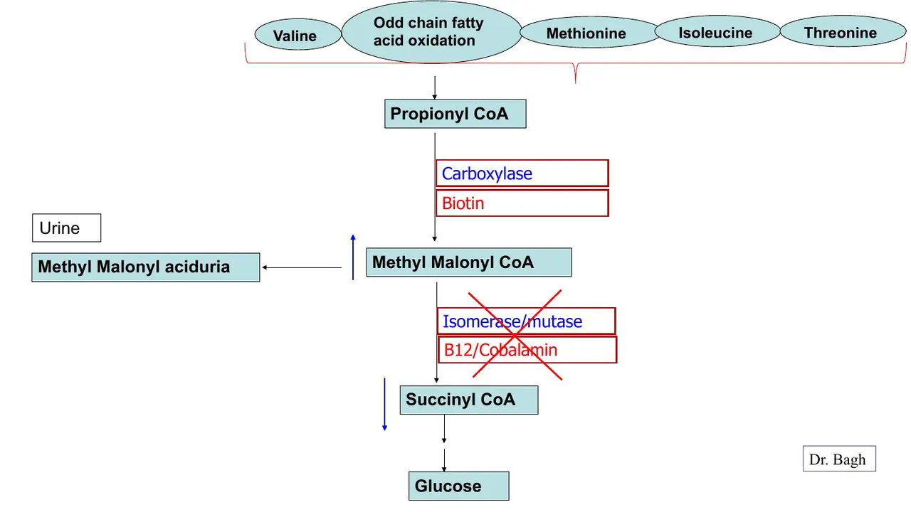 Mutase or B12 block: methylmalonyl-CoA accumulates → methylmalonic aciduria