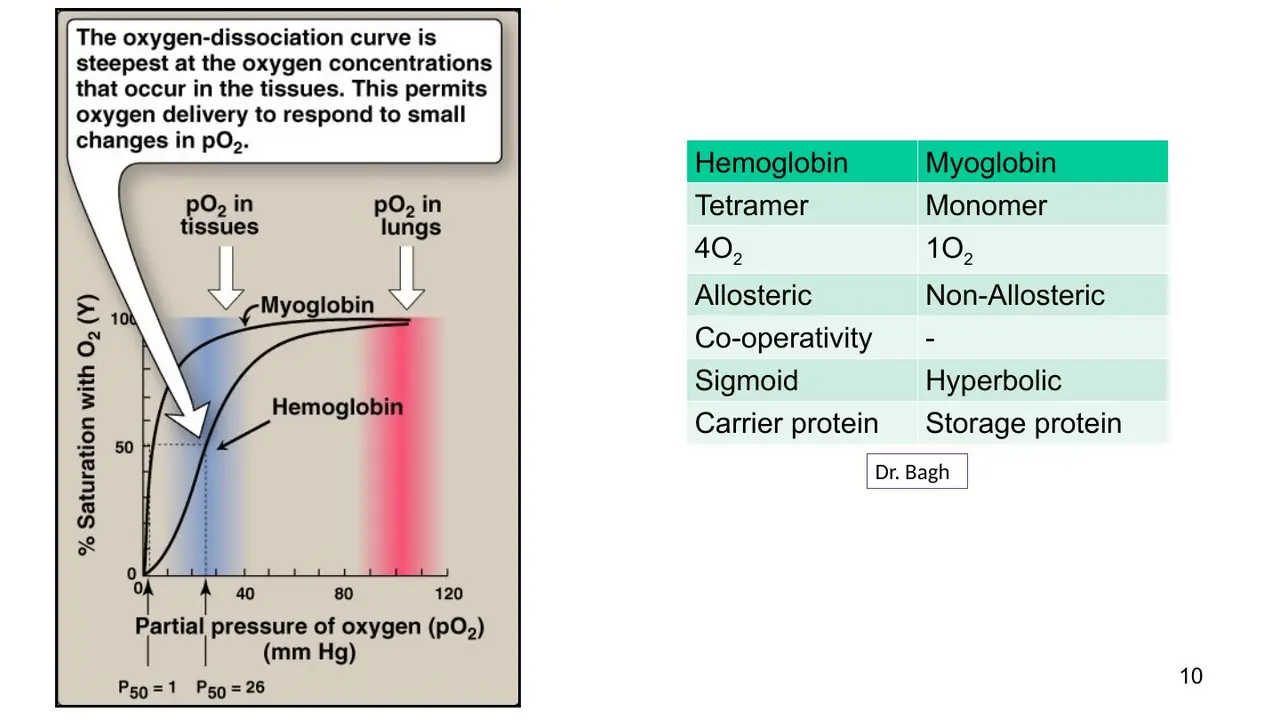 Hb vs Mb table; alveolar PO2 falling 104→60 mm Hg drops saturation only 97%→89%.