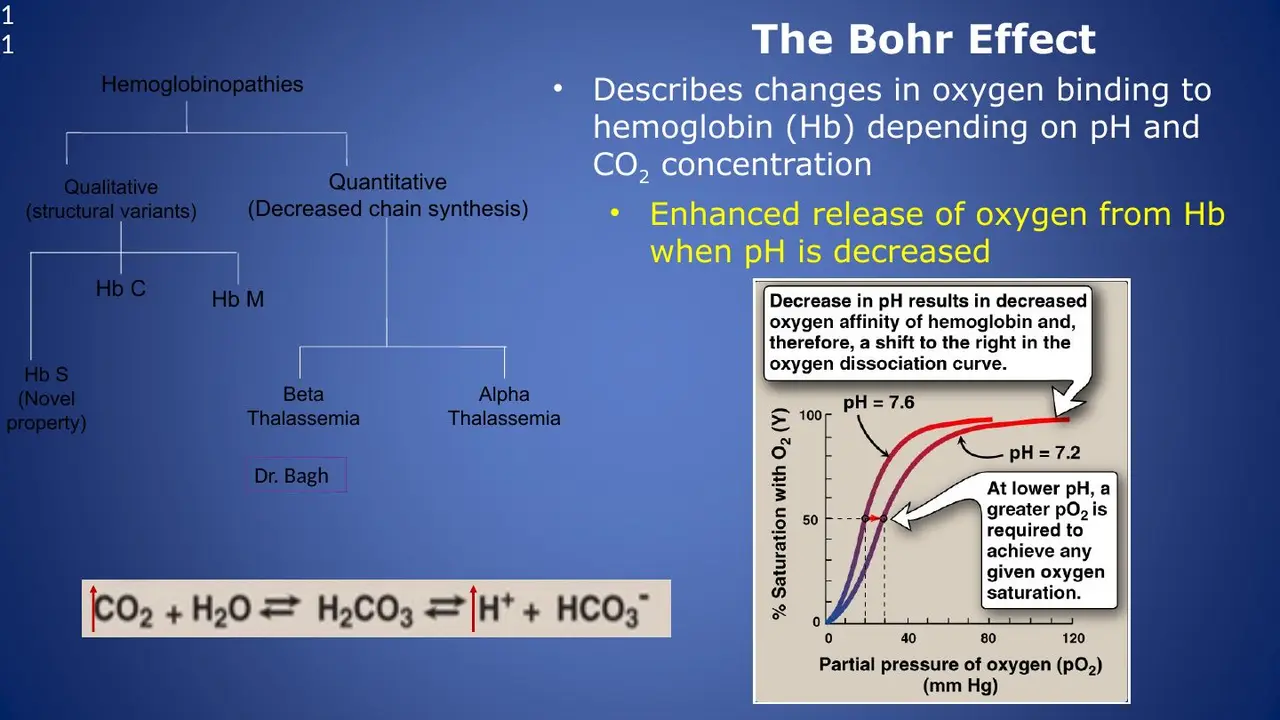 Bohr effect: O2 binding depends on pH and CO2; release is enhanced when pH falls.