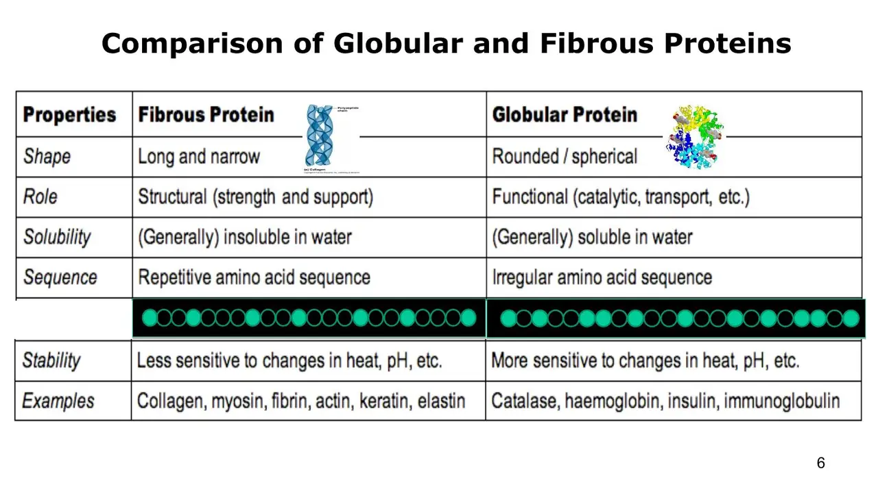 Case session: fibrous vs globular: shape, role, solubility, sequence, stability, examples