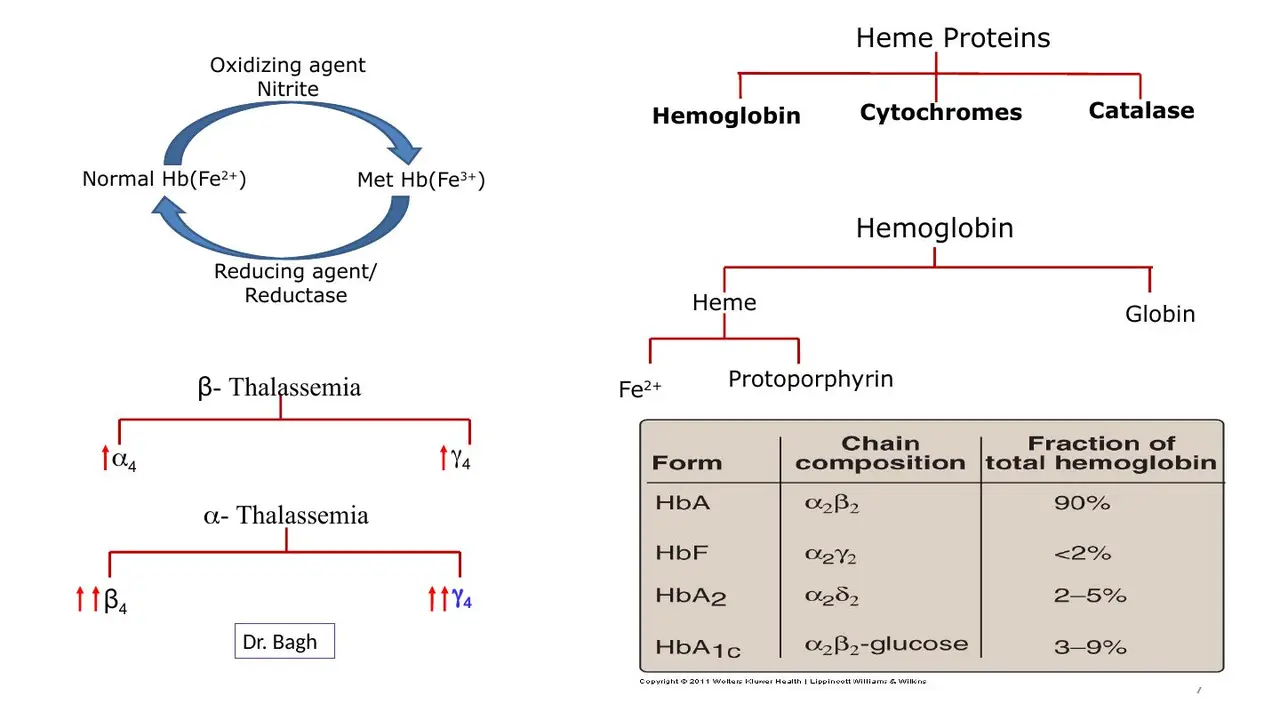 Haem proteins: Hb, cytochromes, catalase. Slide errors: γ4 is α-thalassaemia; lecture HbA2 2–3%, A1c 4–6%.