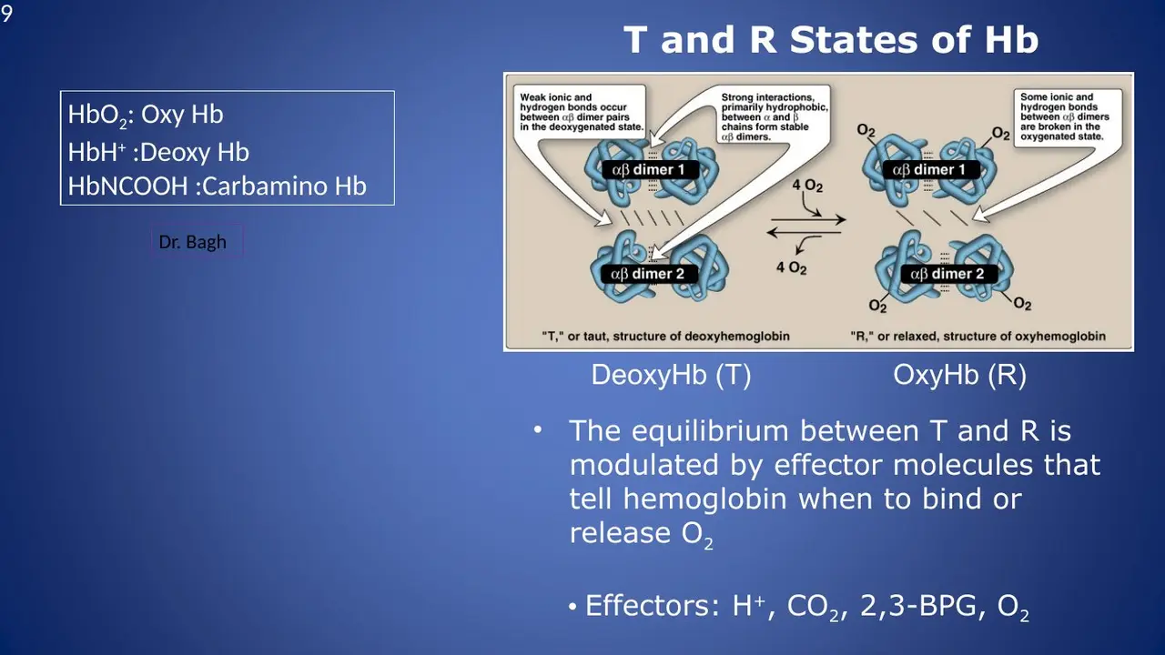 T and R states; effectors H+, CO2, 2,3-BPG and O2 tell Hb to bind or release.