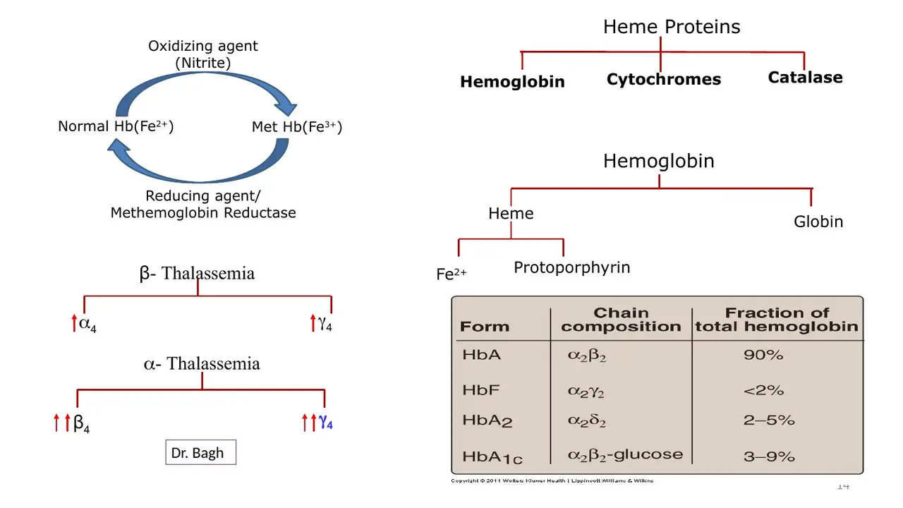 Nitrite oxidises Fe2+ → Fe3+; reductase reverses it. (Lecture: HbA2 2–3%; γ4 is α-thalassaemia.)