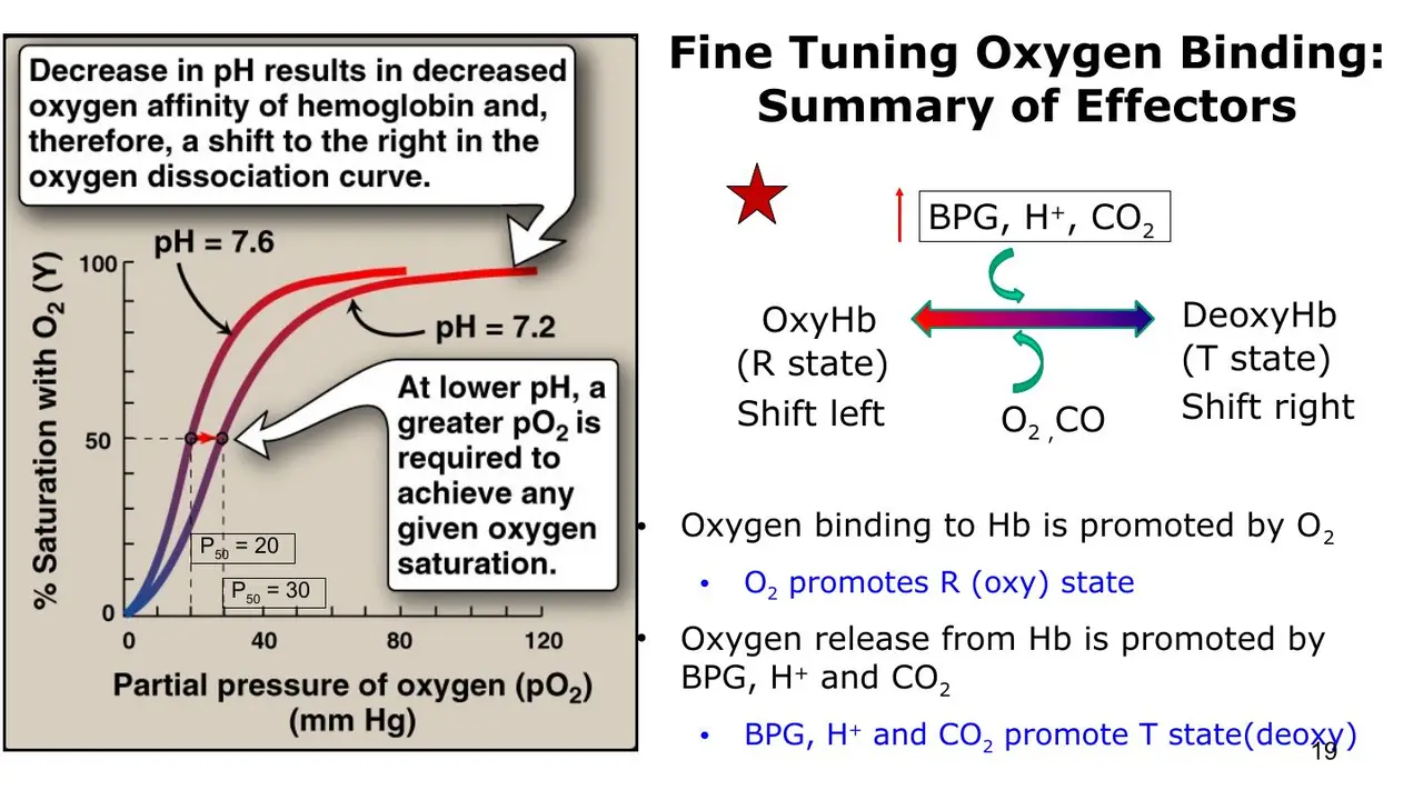BPG, H+, CO2 favour T (right); O2, CO favour R (left); acid raises P50 20→30.