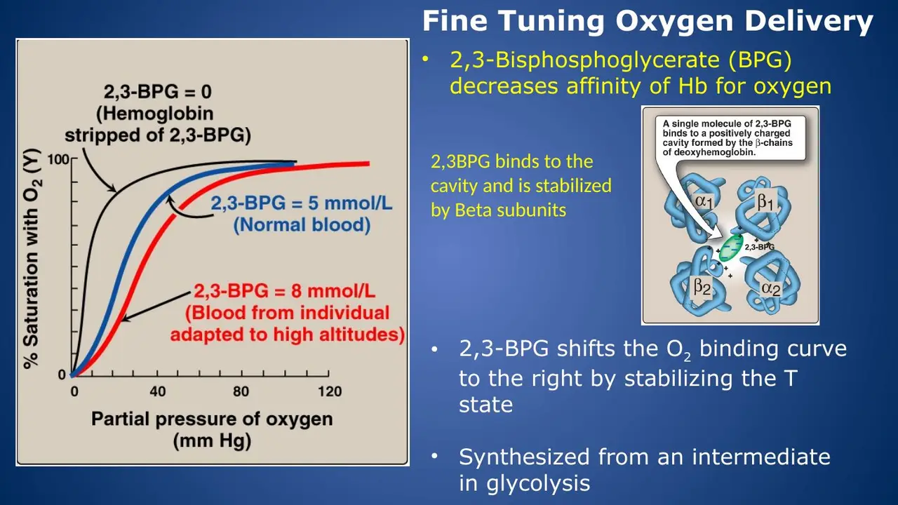 2,3-BPG shifts right by stabilising T; curves for 0, 5 (normal) and 8 mmol/L (altitude).