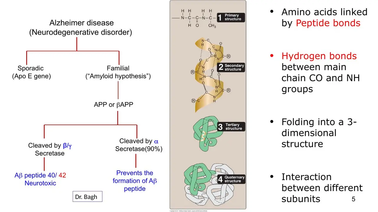 Review: Alzheimer: α-secretase prevents Aβ; β/γ cut gives Aβ40/42; ApoE sporadic