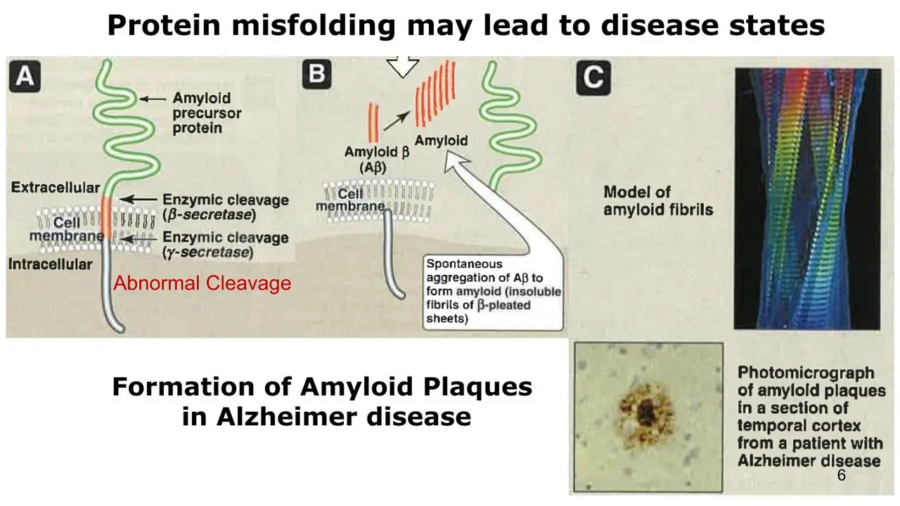 Review: APP cut by β- and γ-secretase releases Aβ, which forms plaques