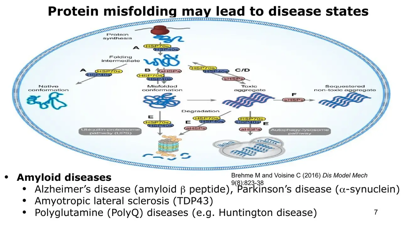 Review: amyloid diseases: Aβ, α-synuclein, TDP-43, polyglutamine (Huntington)