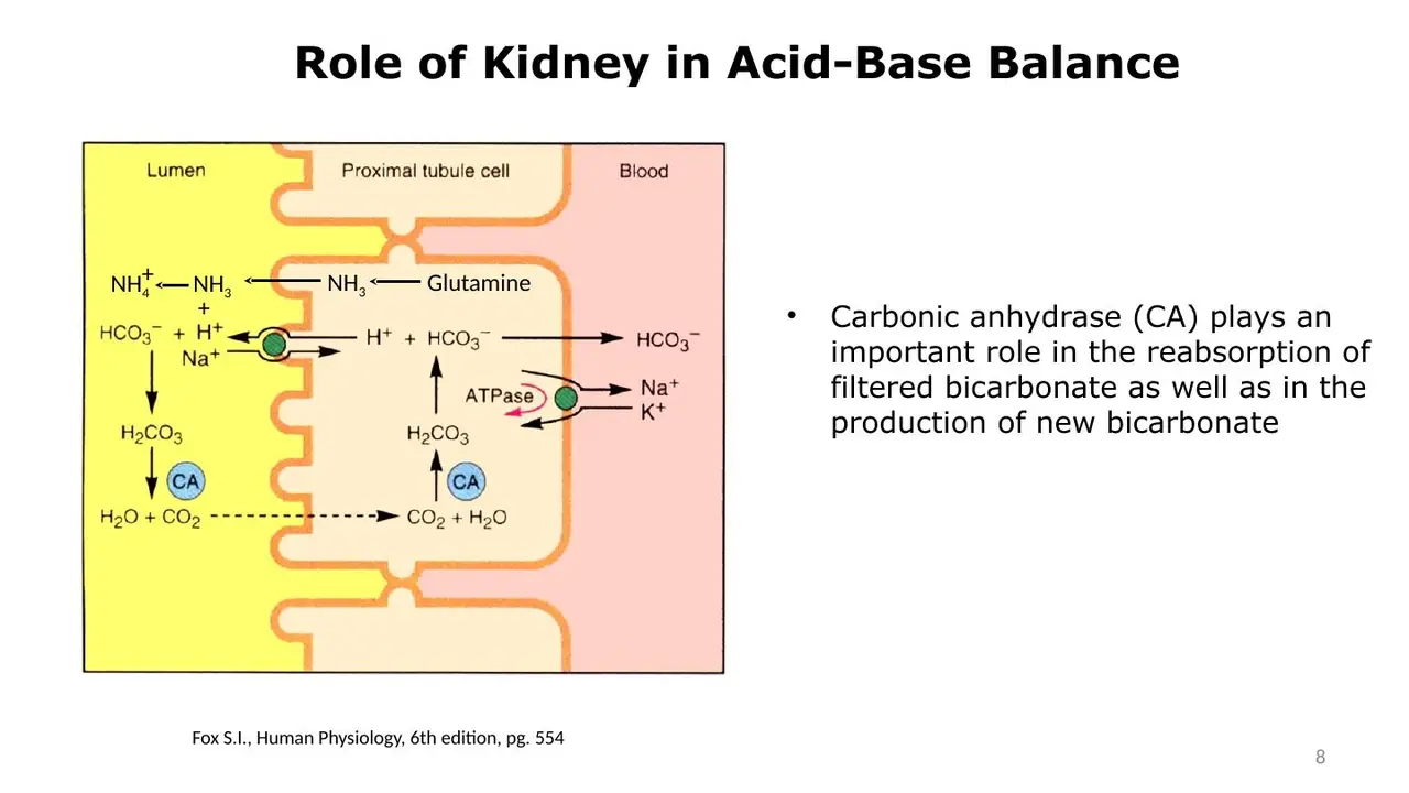 Proximal tubule: carbonic anhydrase reclaims filtered HCO3−; NH3 from glutamine carries H+.