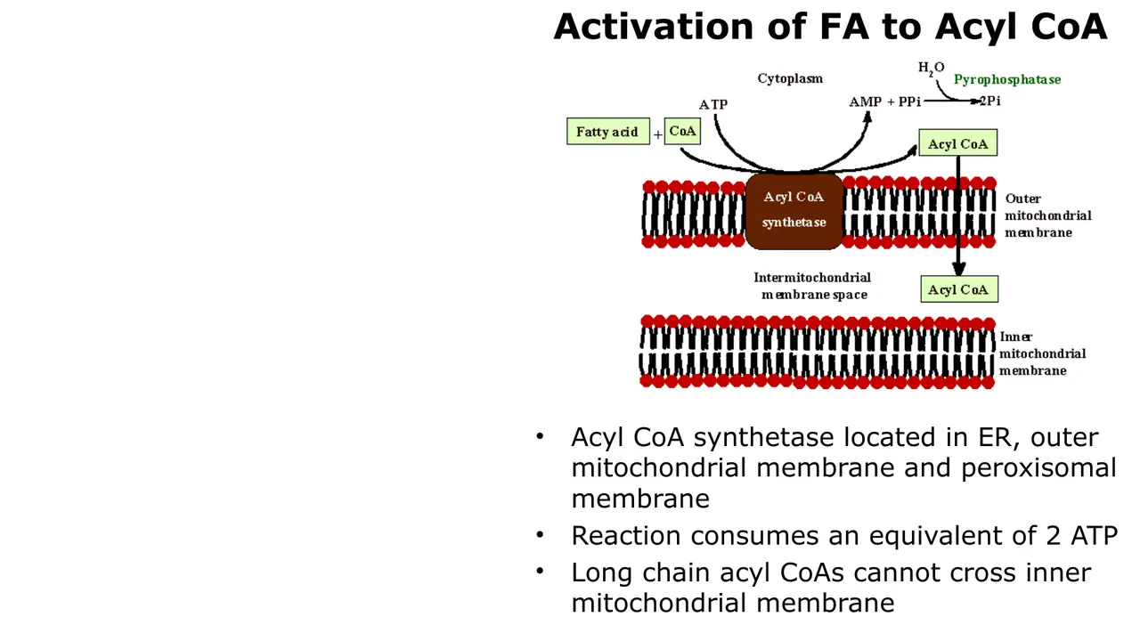 Acyl-CoA synthetase on ER, outer mitochondrial and peroxisomal membranes; costs 2 ATP equivalents