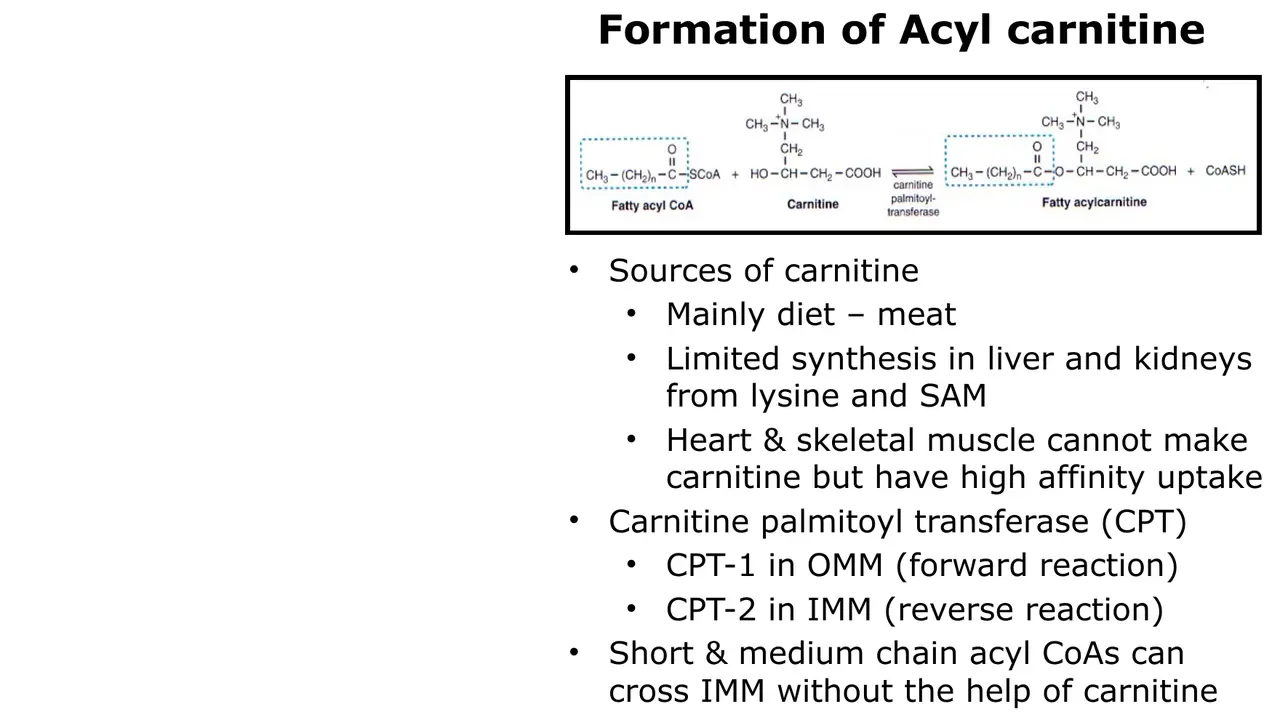Carnitine from meat, limited liver/kidney synthesis; CPT-1 outer, CPT-2 inner; short/medium chains bypass
