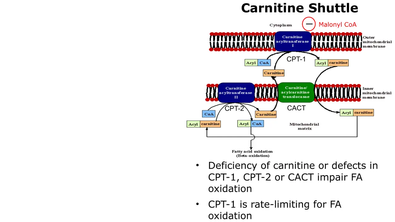 Carnitine shuttle: CPT-1, CACT, CPT-2; CPT-1 is rate-limiting