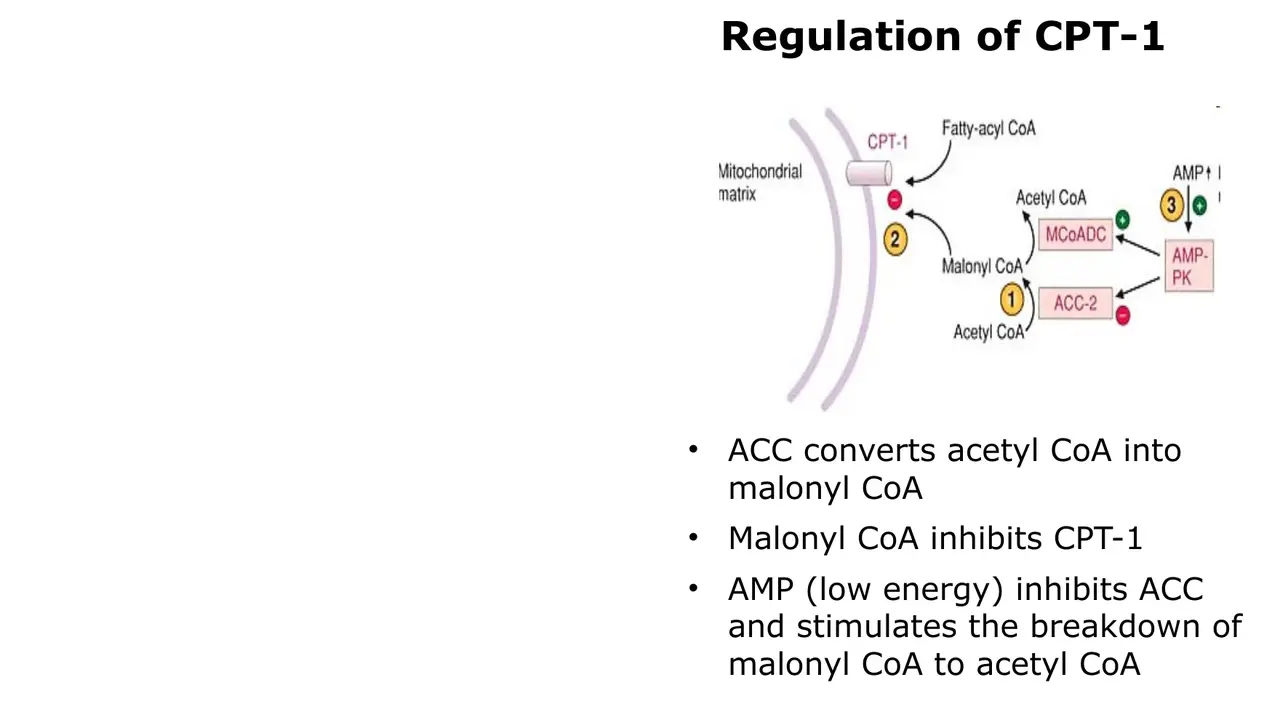 Regulation of CPT-1: ACC makes malonyl-CoA, which inhibits CPT-1; AMP lowers malonyl-CoA