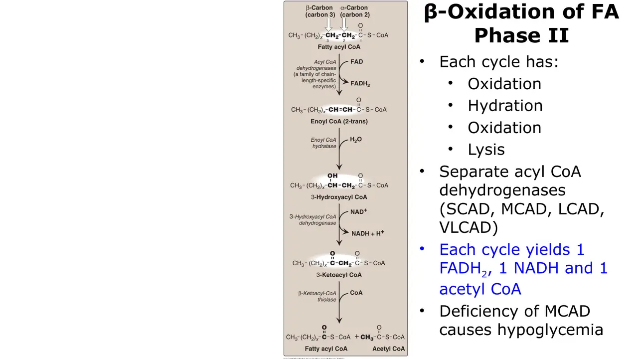 Phase II: oxidation, hydration, oxidation, lysis; each cycle yields FADH2, NADH, acetyl-CoA