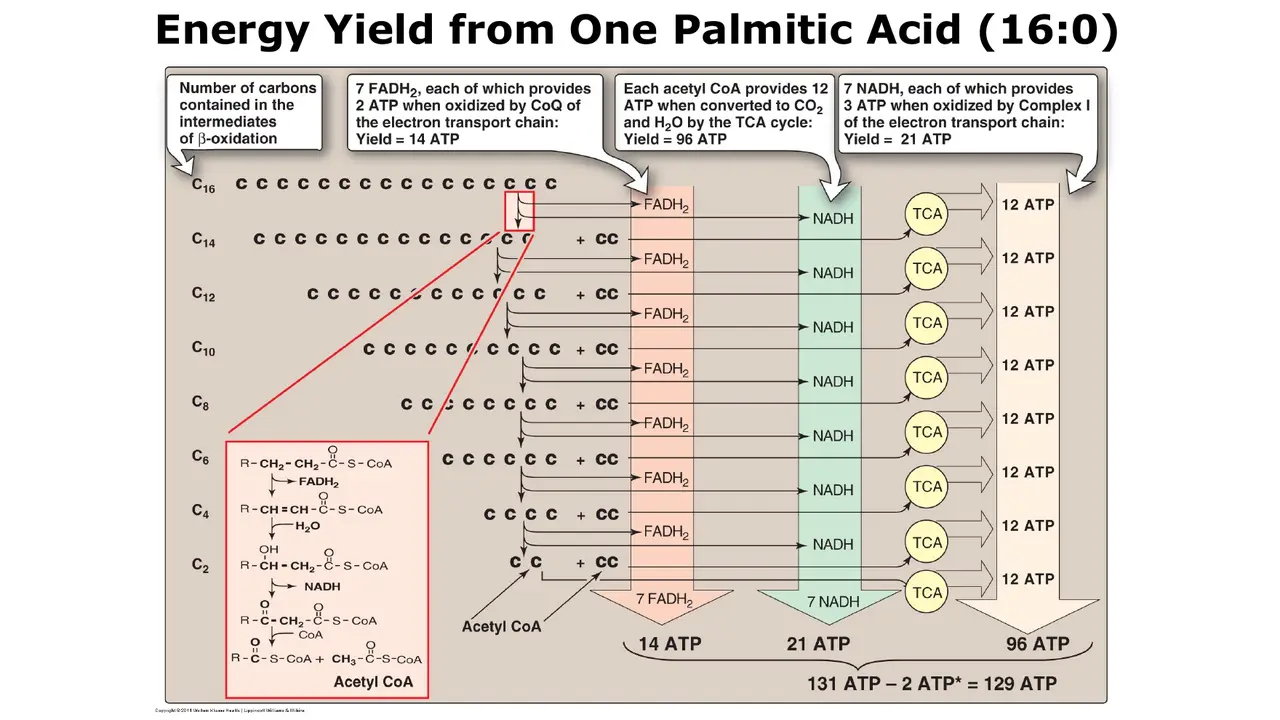 Palmitate: 7 FADH2, 7 NADH, 8 acetyl-CoA → 131 − 2 = 129 ATP