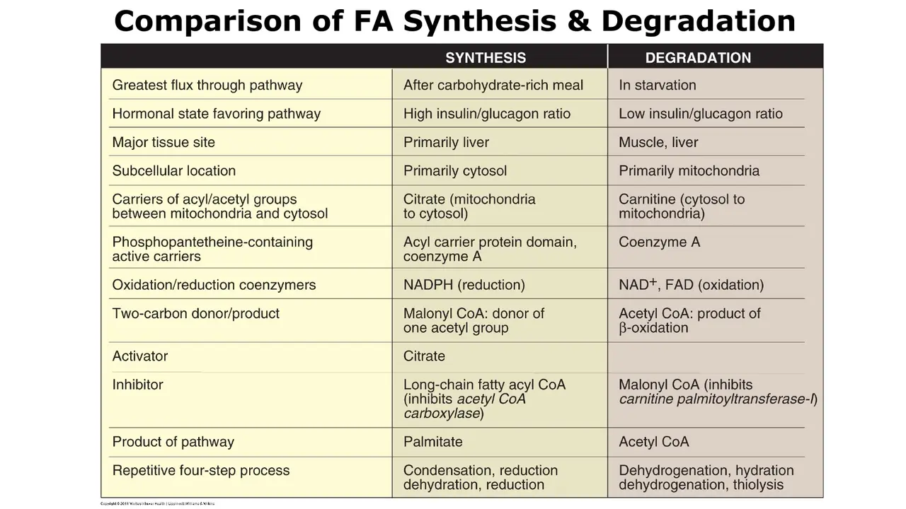 Synthesis vs degradation: timing, tissue, compartment, carriers, coenzymes, control, products