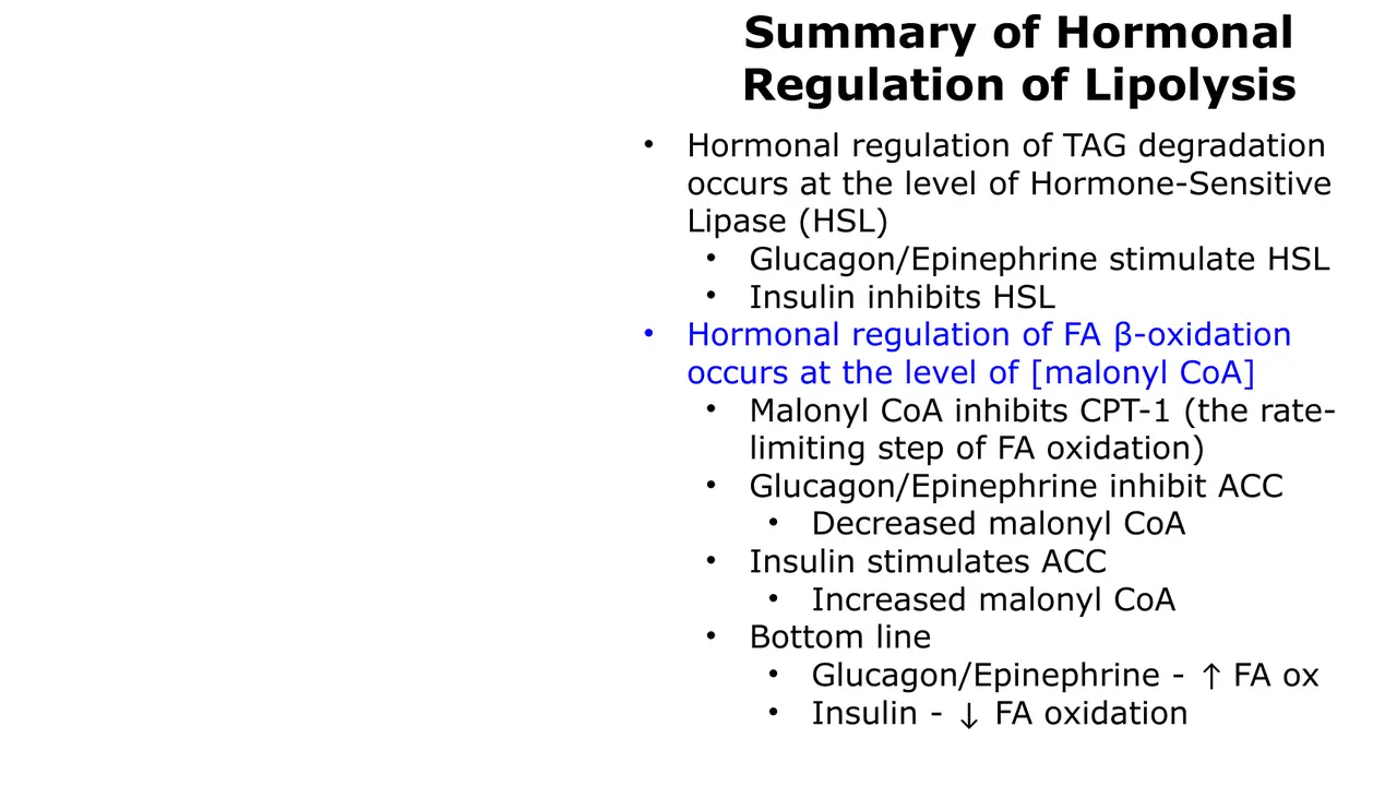 Lecture summary: hormones act on HSL and, through ACC and malonyl-CoA, on CPT-1
