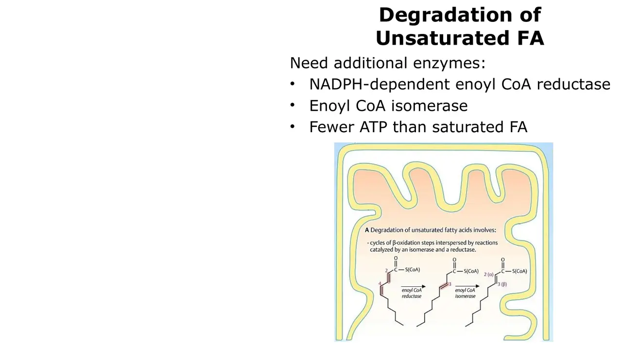 Unsaturated fatty acids need an isomerase and an NADPH reductase; fewer ATP