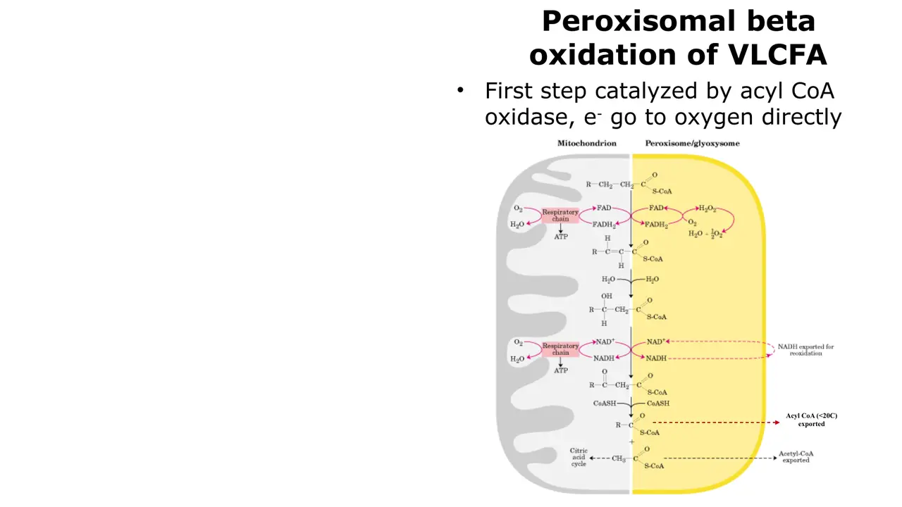 Peroxisomal VLCFA oxidation: acyl-CoA oxidase passes electrons to O2; <C20 acyl-CoA exported