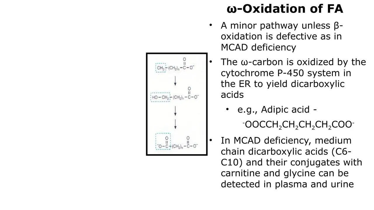 ω-Oxidation: ER cytochrome P450 makes dicarboxylic acids; rises when β-oxidation fails
