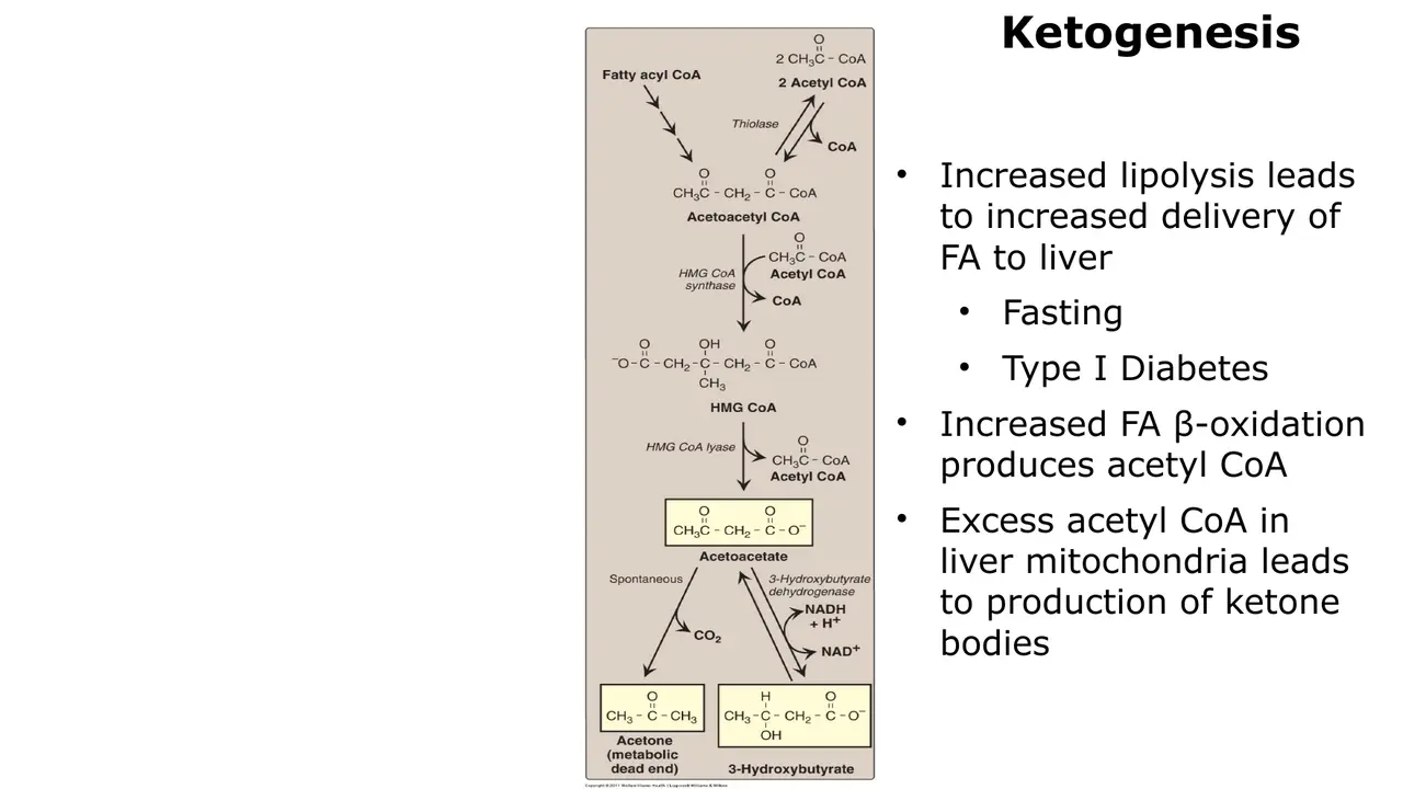 Lecture: more lipolysis in fasting or type 1 diabetes leaves excess hepatic acetyl-CoA → ketone bodies